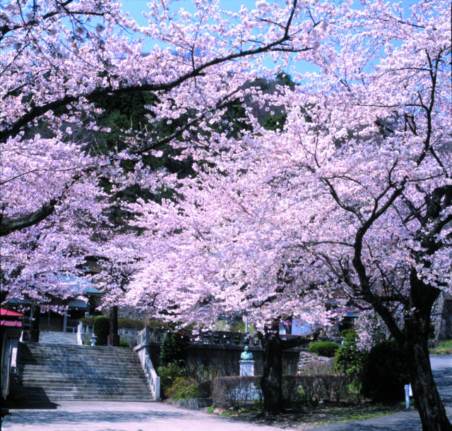 鬼怒川護国神社のソメイヨシノ